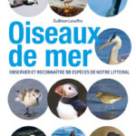 oiseaux de mer
